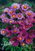 Aster novae angliae